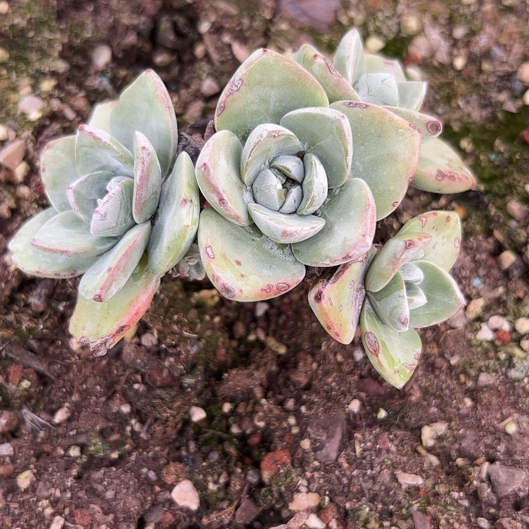 3285泡西弗洛拉苹果叶