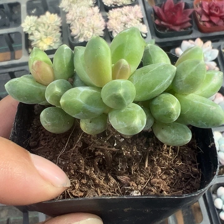 千代田精品多肉植物