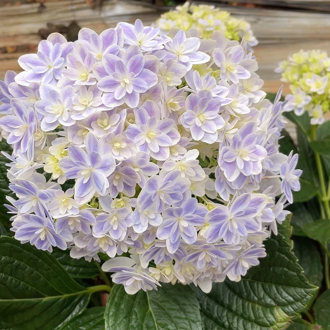 绣球切花一物一拍3枝起包邮，歪头61