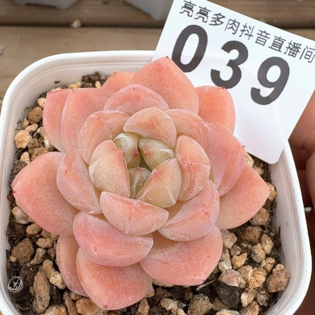 太妃糖         多肉植物