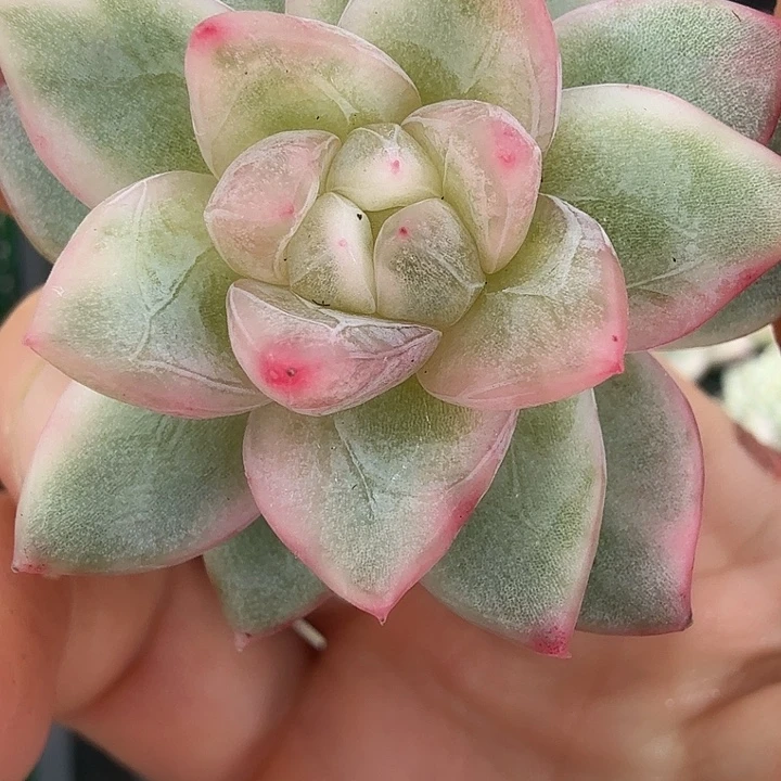冰月亮锦多肉锦植物