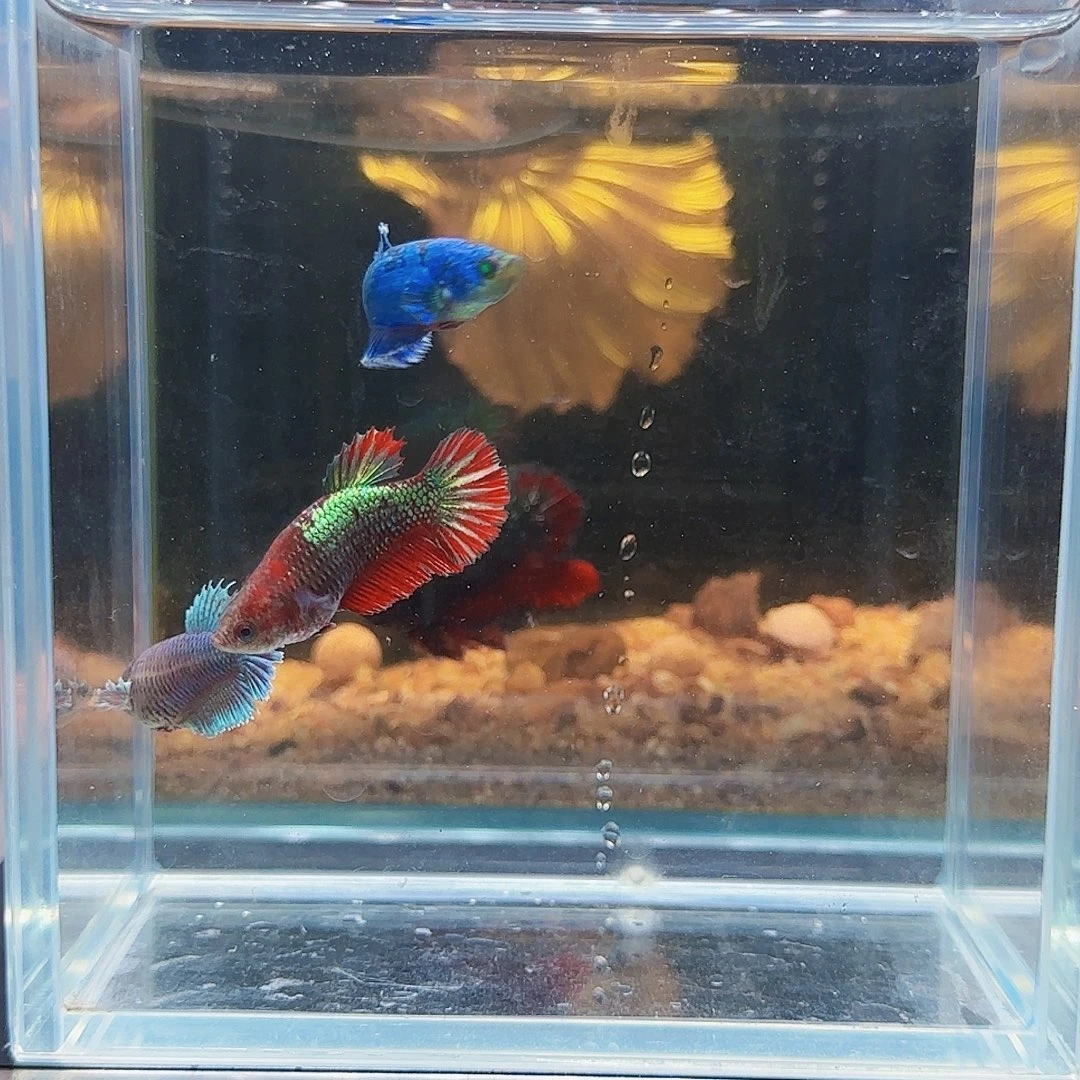斗鱼活体观赏鱼好养耐活
