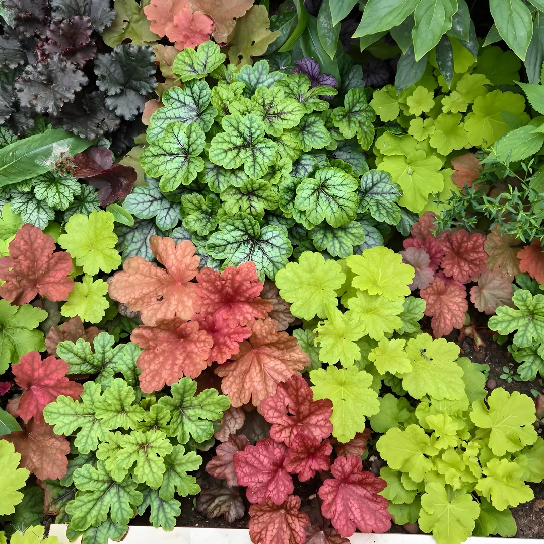 矾根花苗盆栽四季植物大地调色板耐寒耐冻观叶花卉