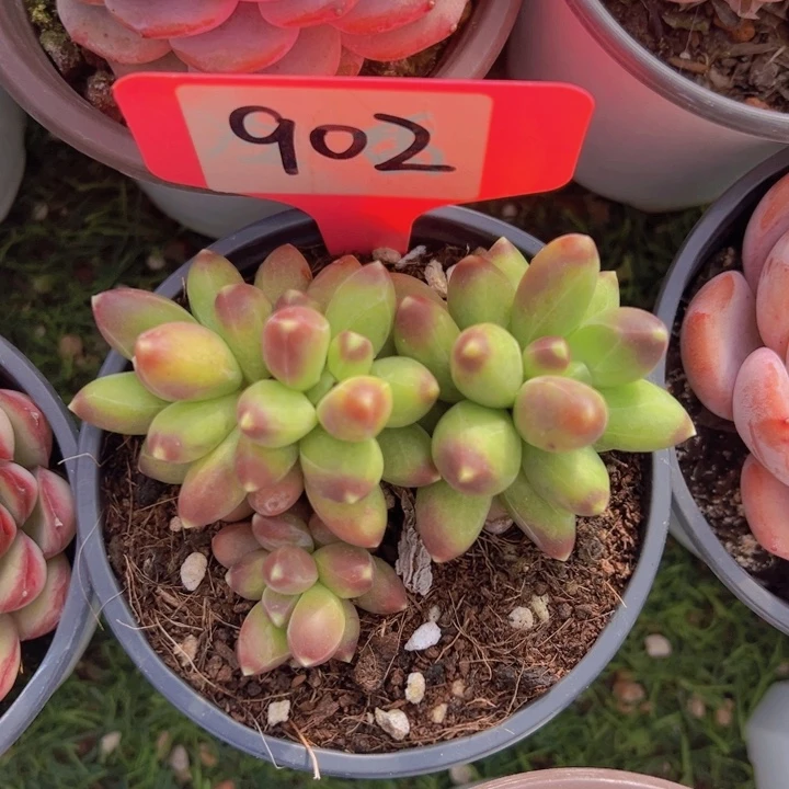 健健康康平平安安