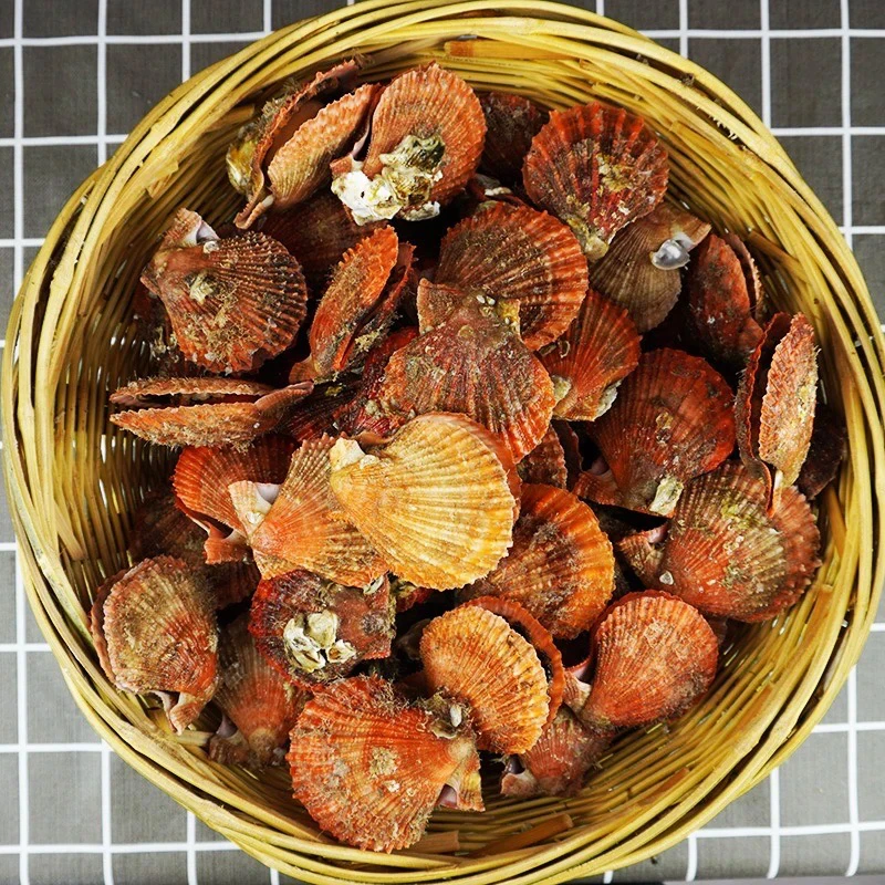 连云港鲜活海鲜小红贝/红扇贝3～10斤栉孔贝壳薄肉肥