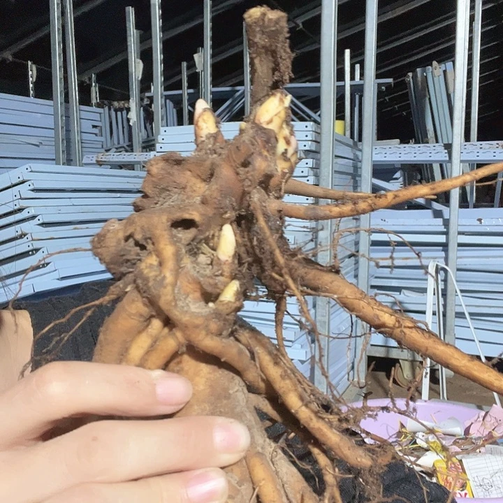 .***.当前无花栽培后可以开花金发碧眼1年