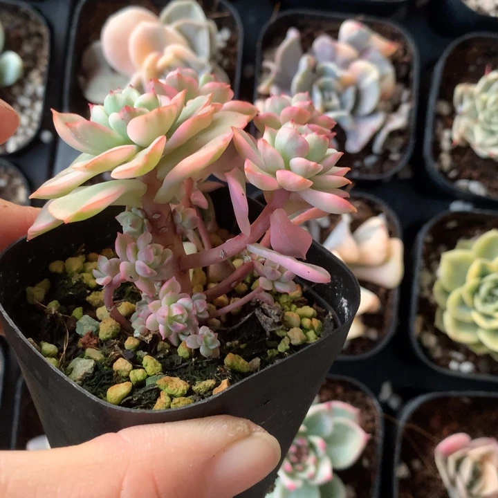 红化妆多肉植物的