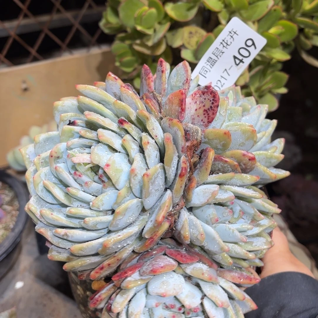 同温层多肉雪天使409