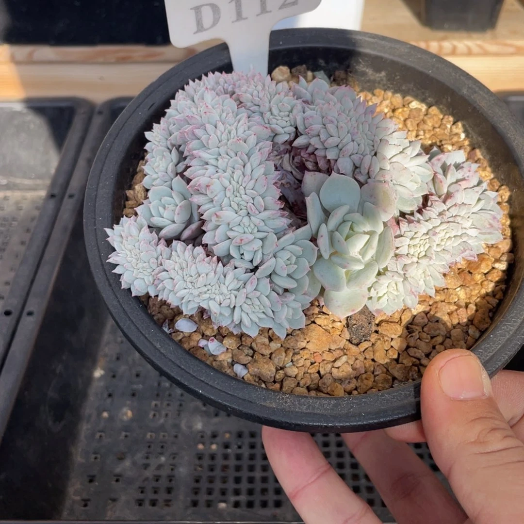 112黛露露不带盆12厘米