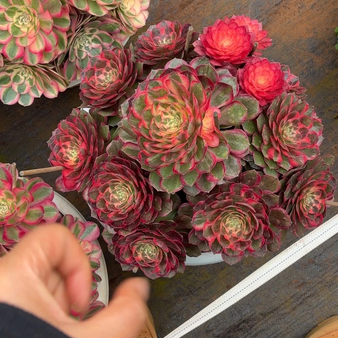 云南多肉植物黑魔锦