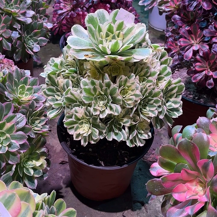 多肉植物迈巴赫00811