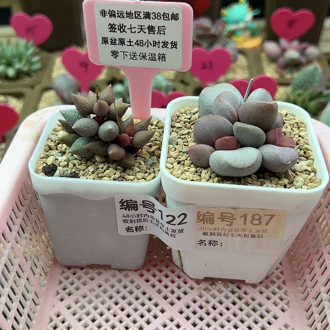 莹****球122小辣椒甜心多肉葡萄