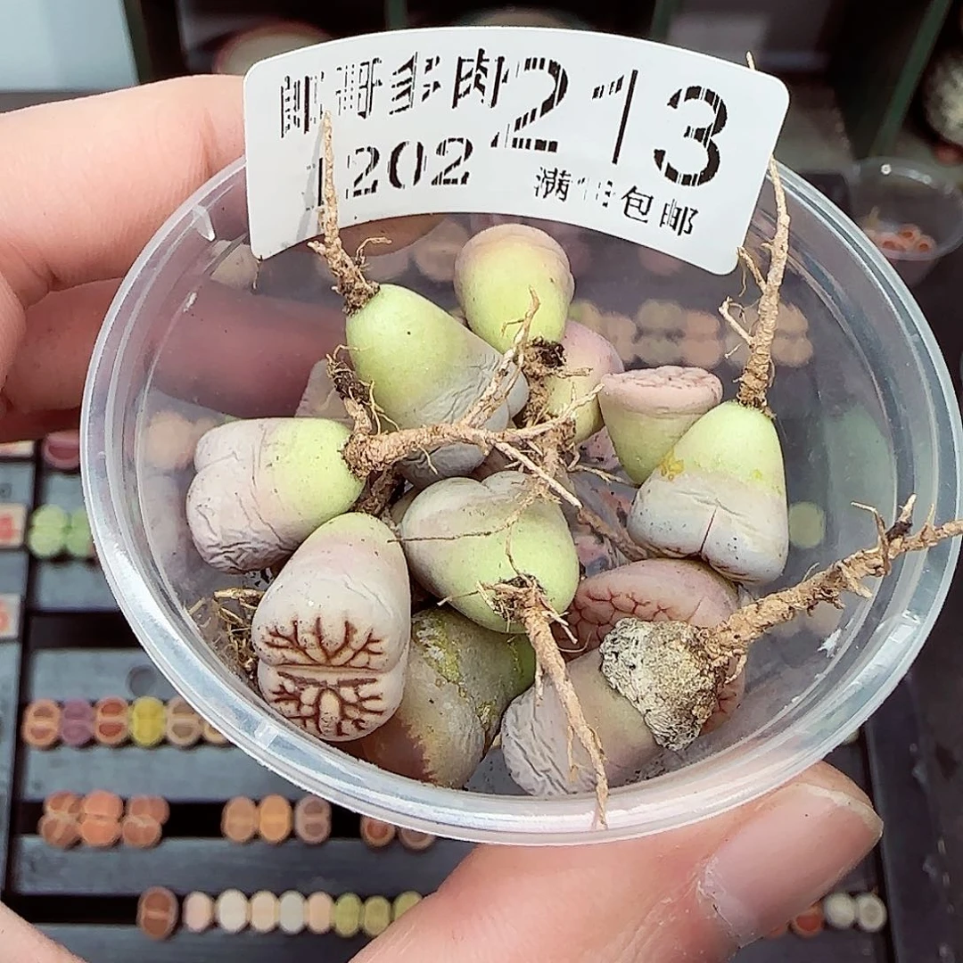 满满18包邮1202-213