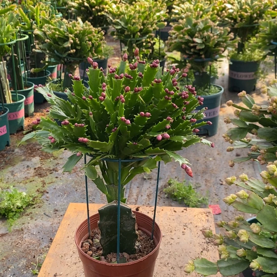 当前无花朵，栽培后可花朵066加勒比