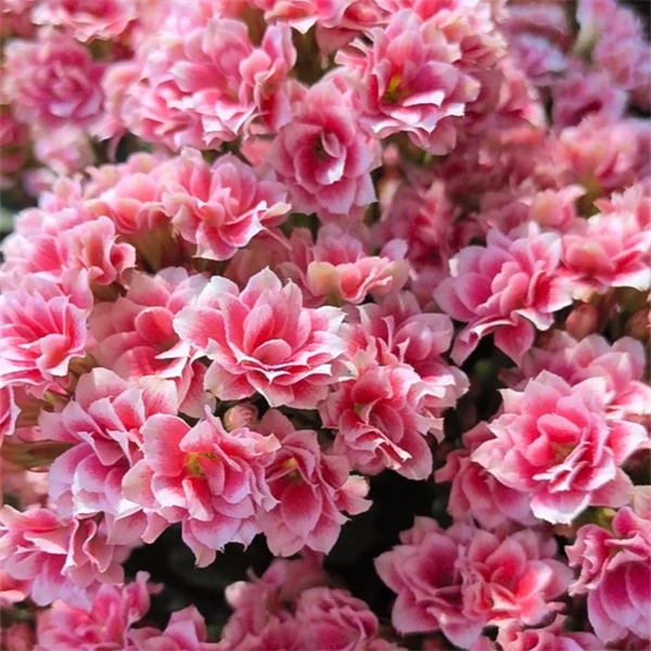 【圣诞之夜  10cm盆】重瓣大花 0℃地区请拍保温，不拍冻坏不赔