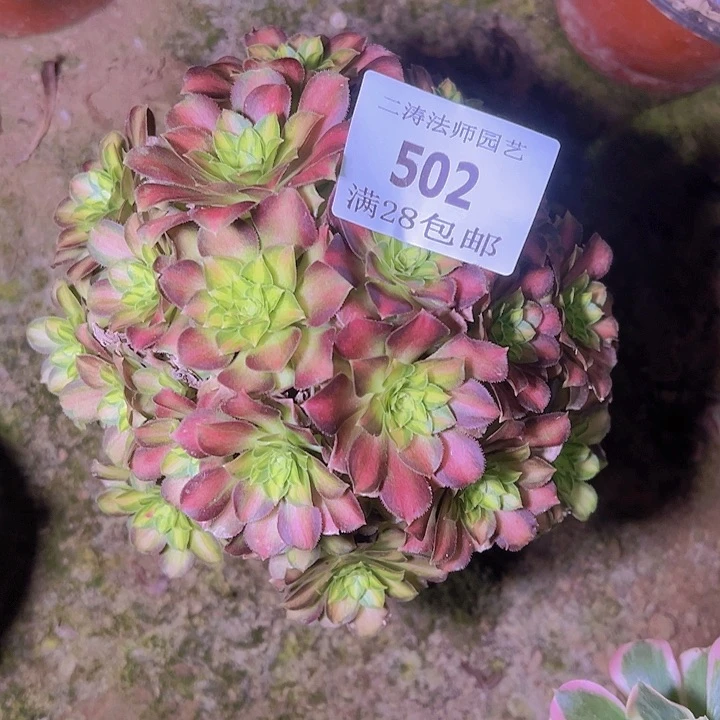 502韶华多肉植物