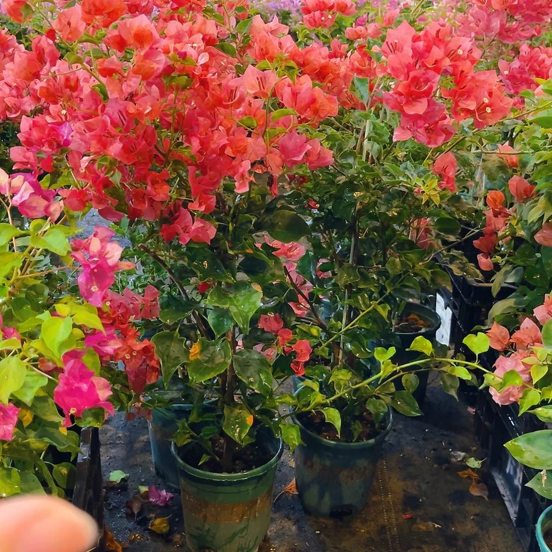 大部分花苞少量开放蒙娜丽莎红日落带竹一颗
