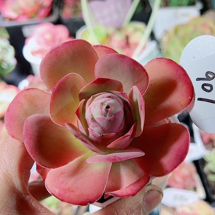 907帕美 山地玫瑰