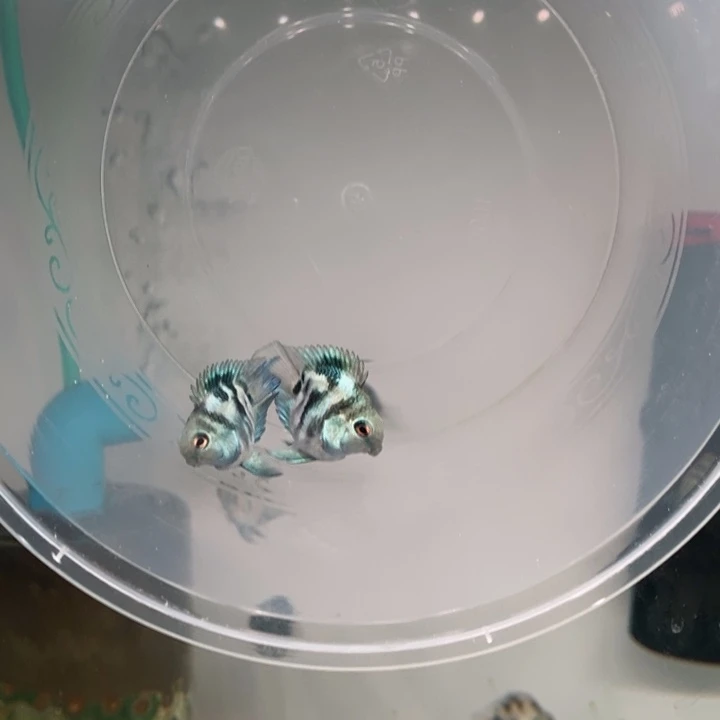 鹦鹉鱼超短头娃娃脸一对