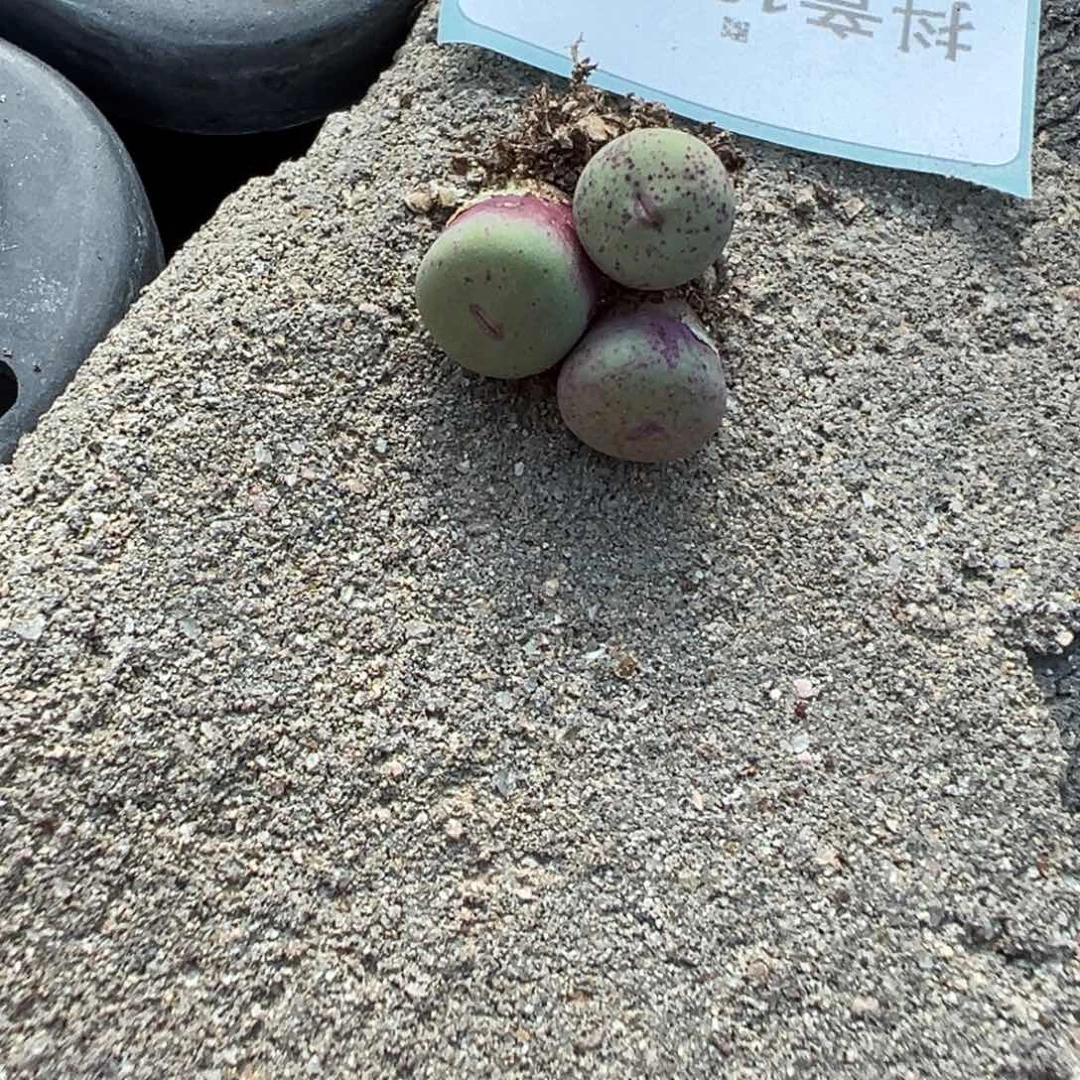 18-64量拍紫嘴3颗，只发嘴红的
