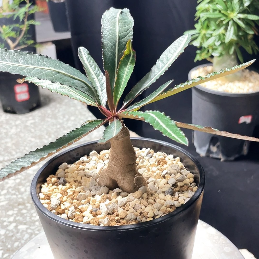 拉巴缇66666666666666