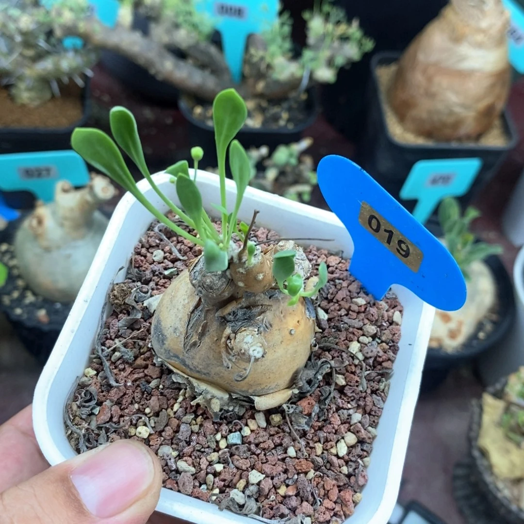 开普敦后墩菊多肉植物一个