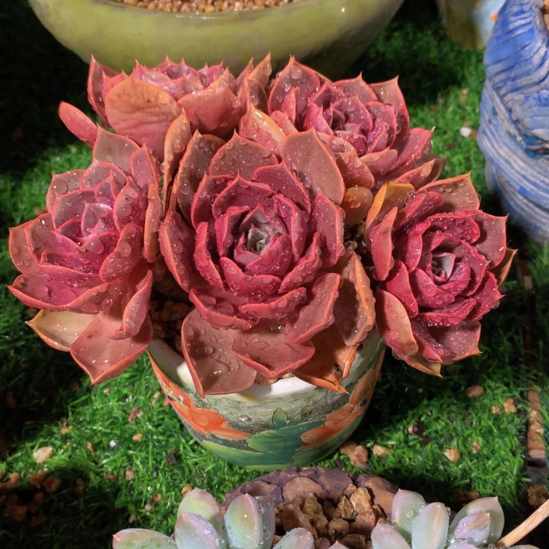 红灯15 公分一物一拍