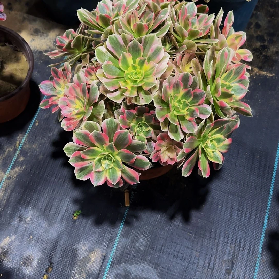 老庄粉女巫法师45.8