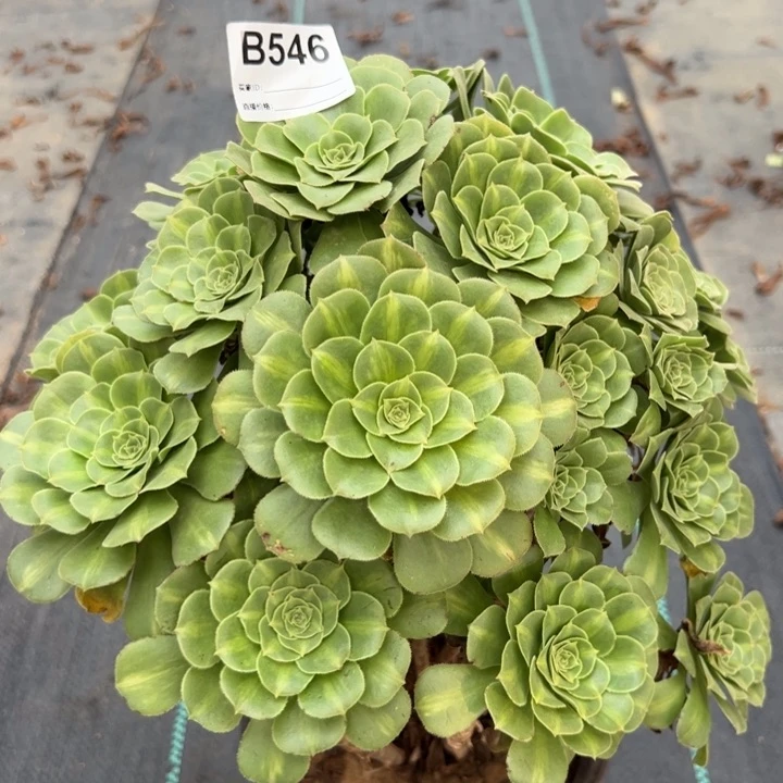 546绿羊绒30厘米