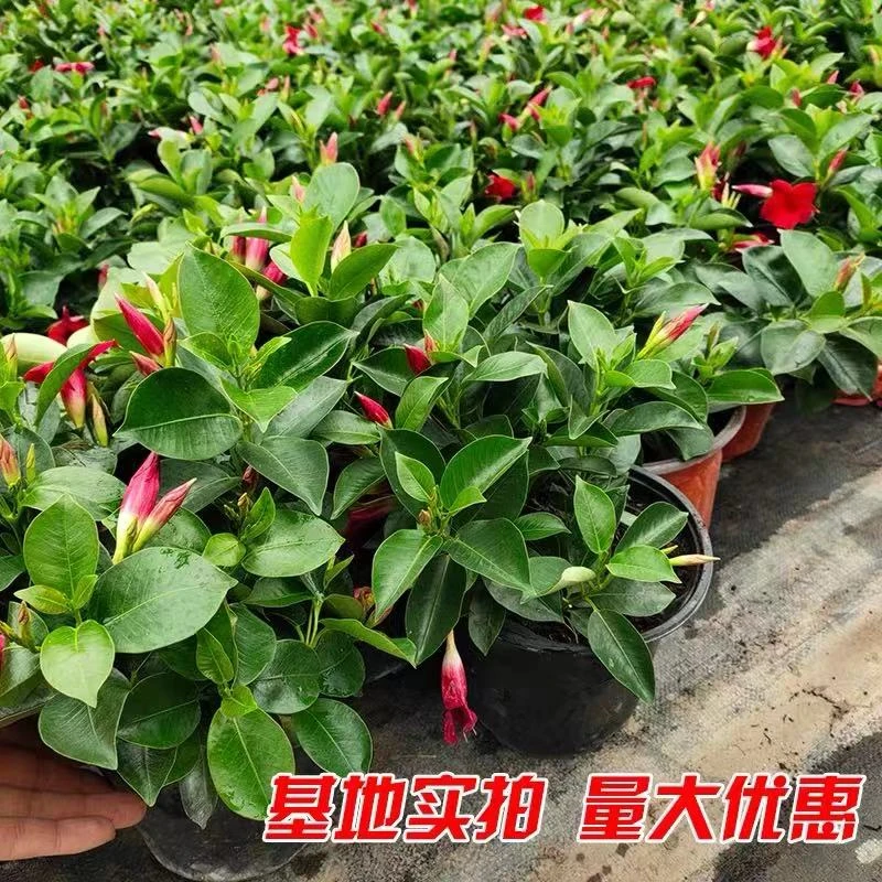 万里飘香腾木本爬藤开花植物阳台客厅庭院植物开花多可爬藤盆栽