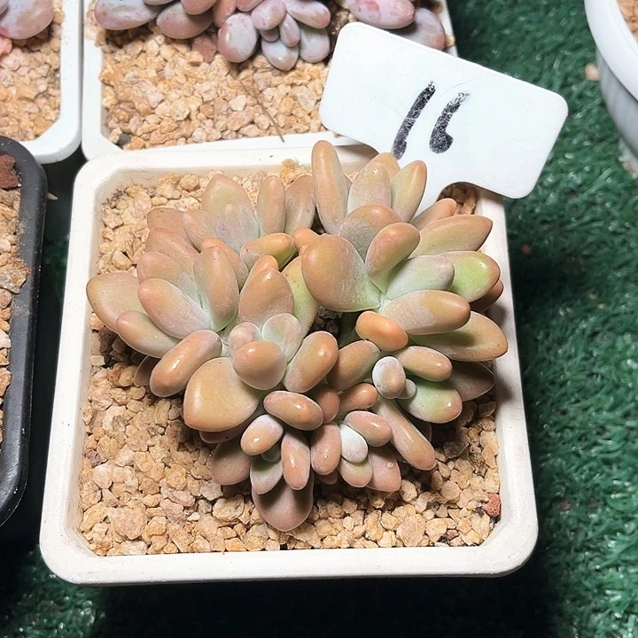 KK美人16号码牌子的话