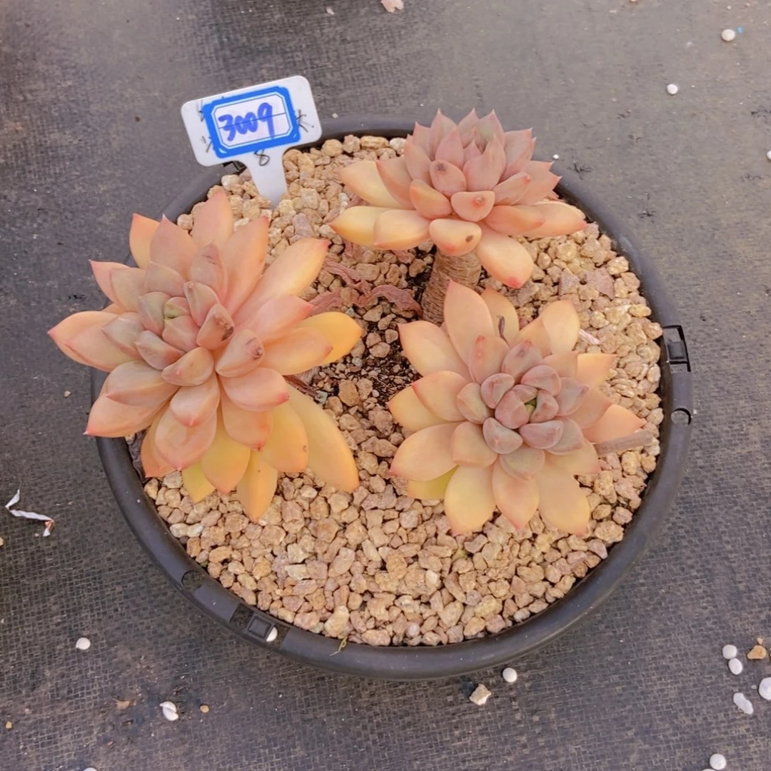 桃***桃3009象牙三头一颗