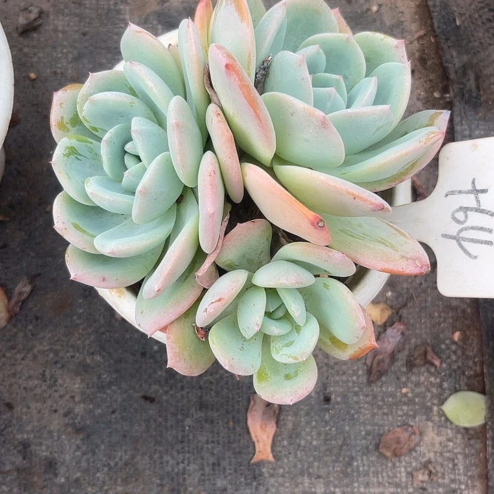 晨语多肉，一物一拍风橙64