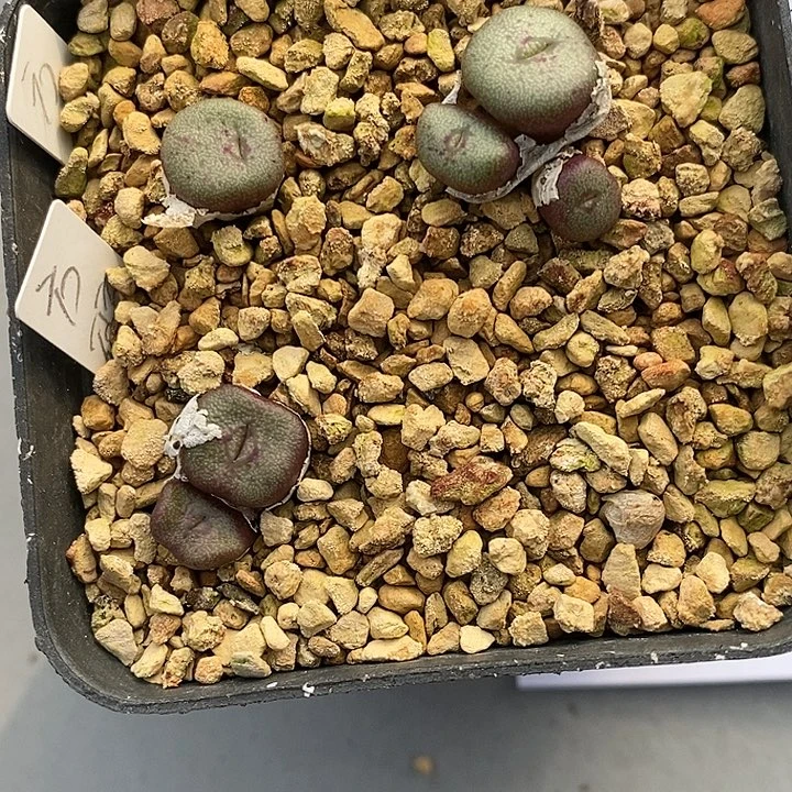 1660紫方碗1盒。