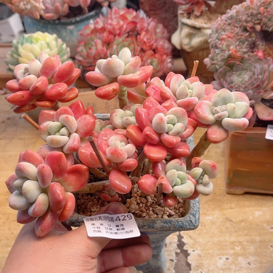 429洛神德华多肉