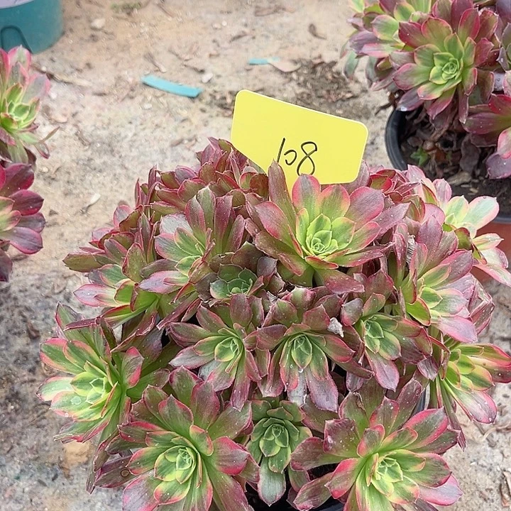 108一颗安娜法师多肉