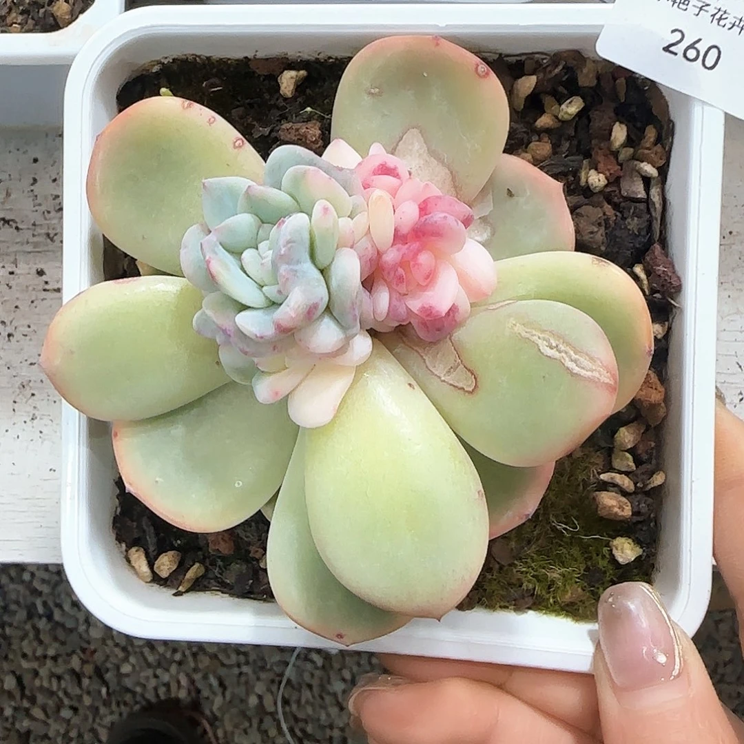 随*成260梦露底座多肉