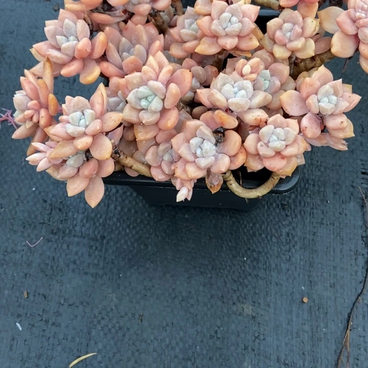苏****n多肉植物一物一拍