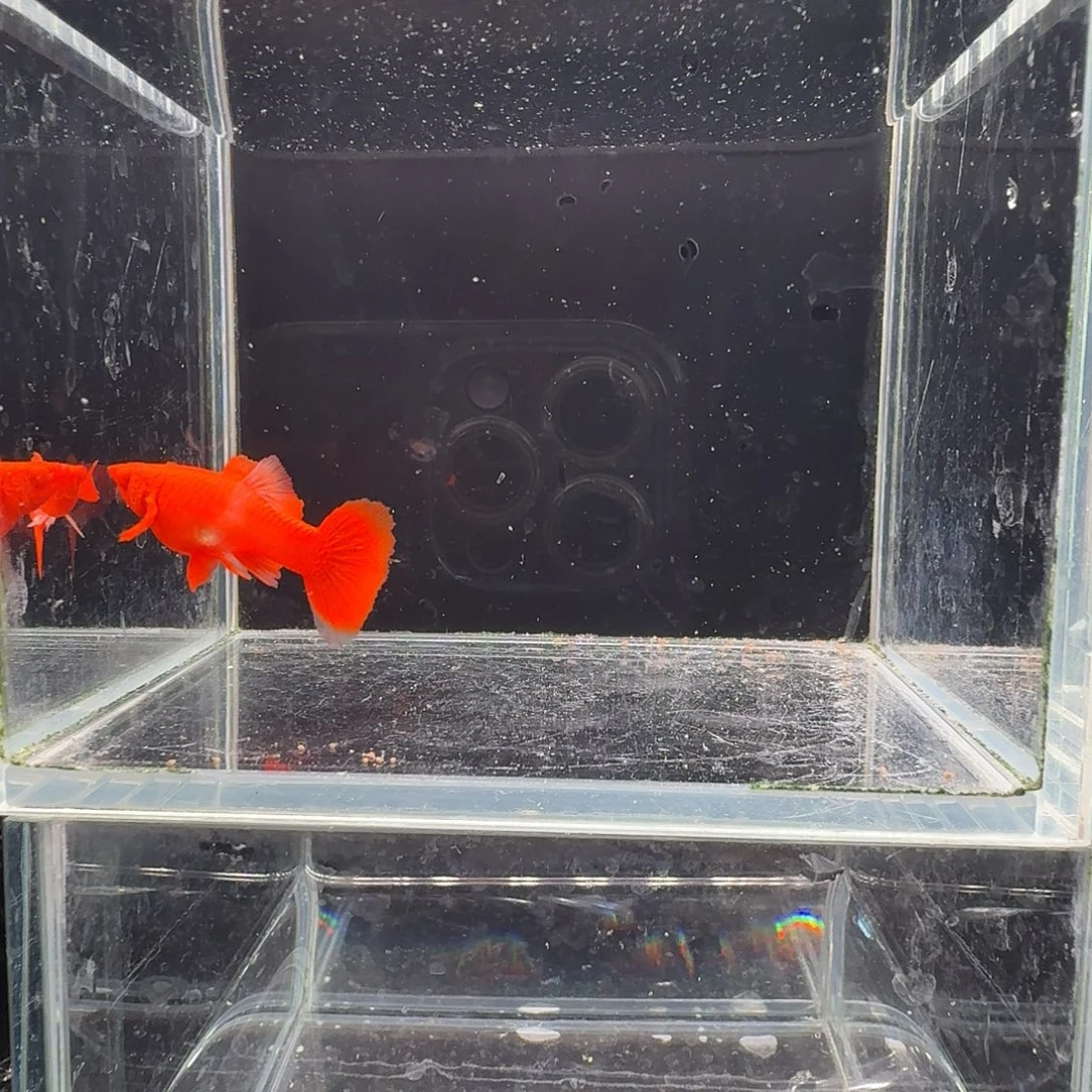 孔雀鱼鸿运当头双份水1对