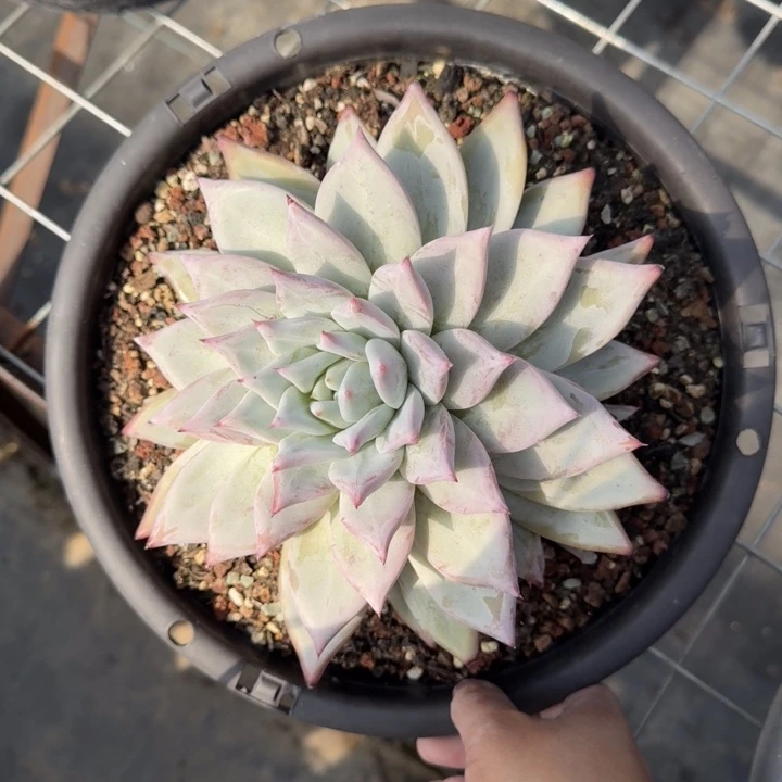 卡系单头（带着1个崽）多肉植物