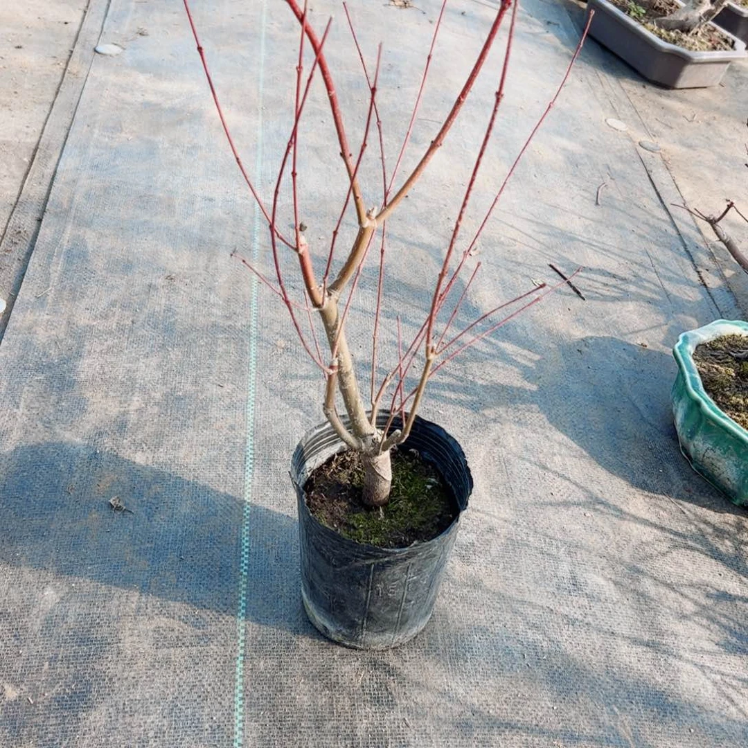 用****0精品青龙羽毛枫