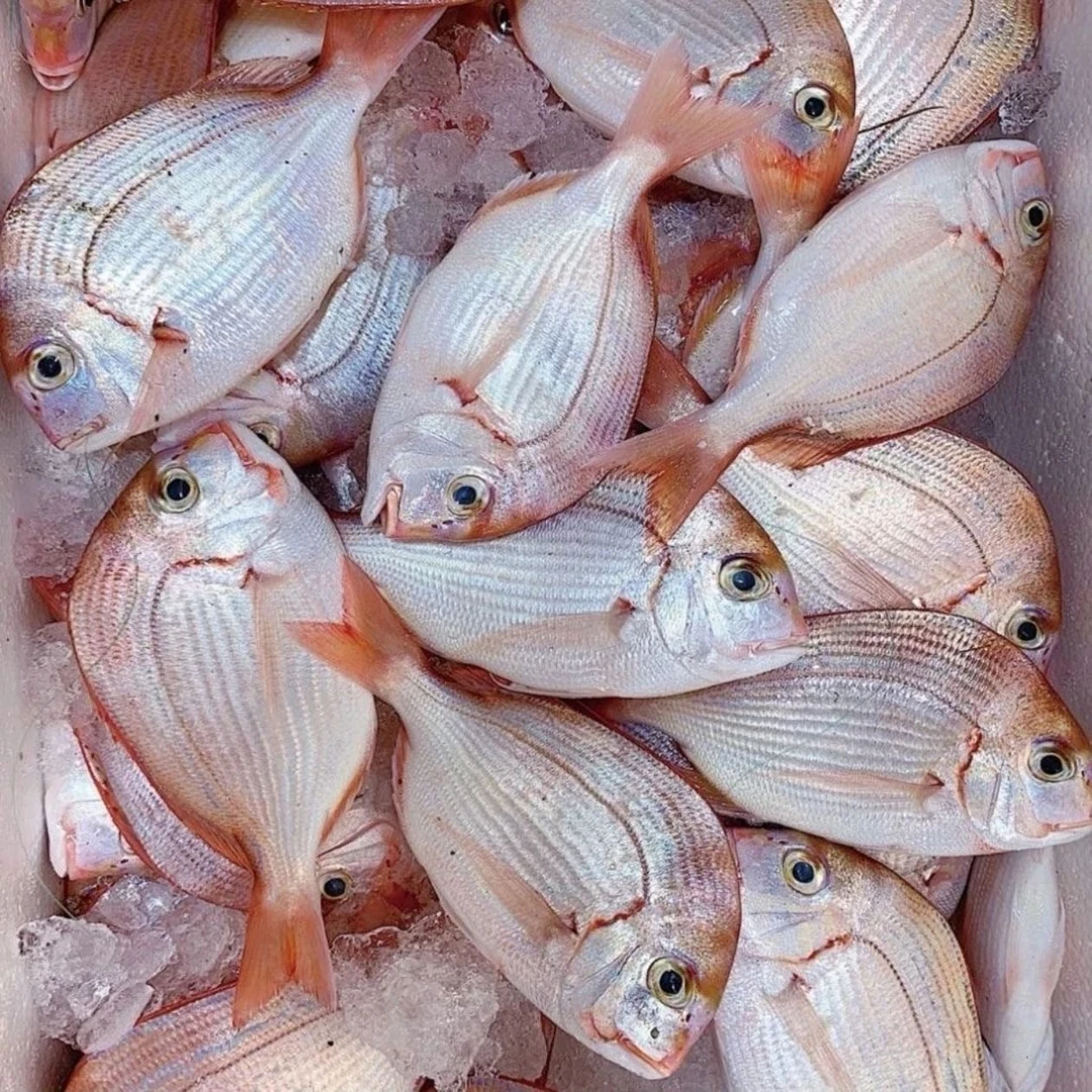 福建东山渔民海捕赤棕鱼速冻锁鲜发货5-6条/斤