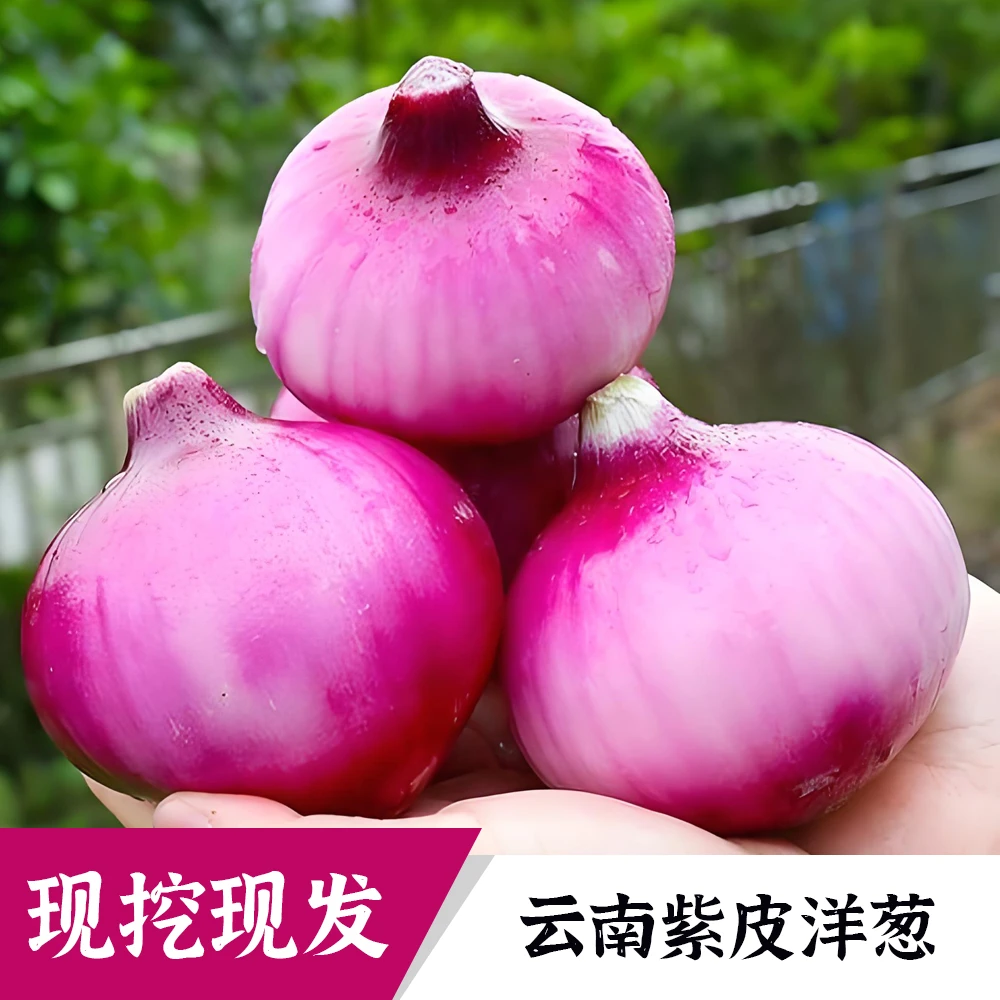 云南紫皮洋葱  新鲜蔬菜 农家自种洋葱