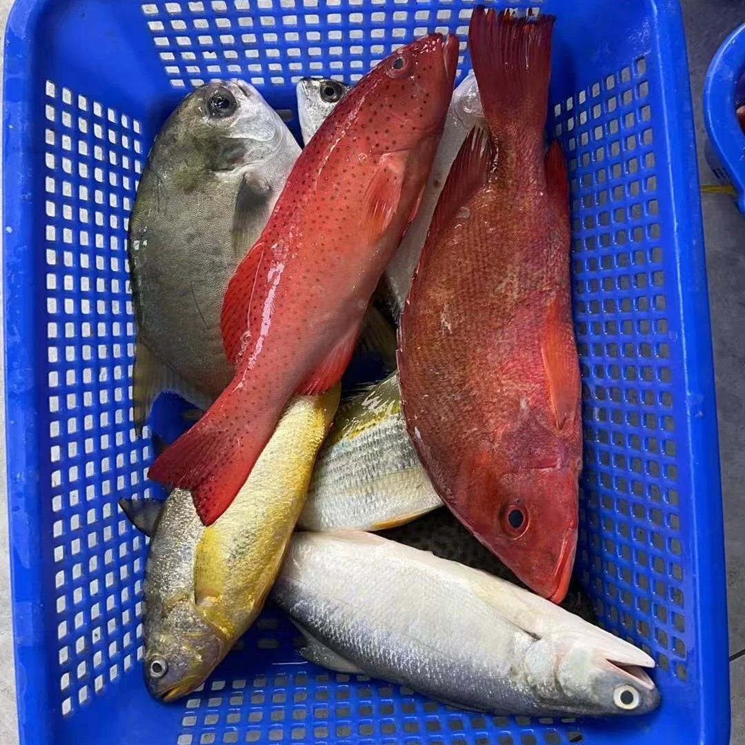 海鲜套餐B 东星斑杂鱼 多种海鲜混搭 广东阳江