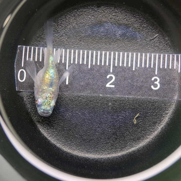 海水鱼海王星球球16号