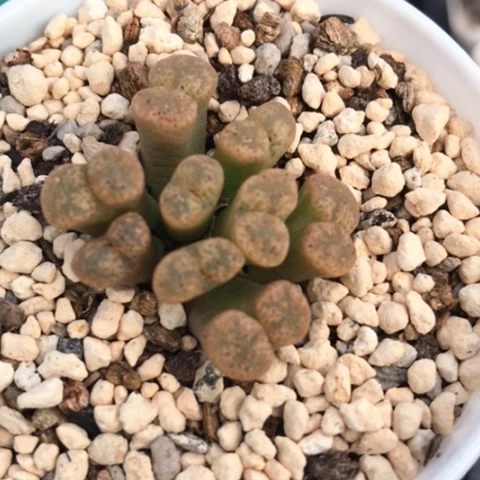 多肉肉锥 猴脸纹勋章