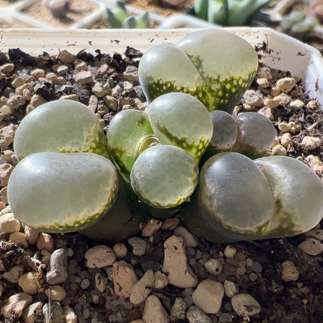 大透窗 群生福利 02