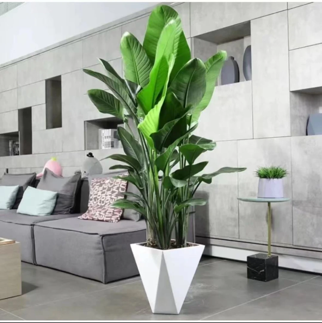 【亏米冲量】天堂鸟90-100cm室内客厅大型绿植净化空气好养易活