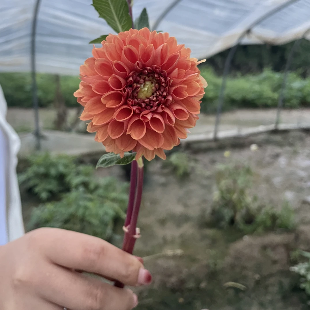【康奈尔8cm】大丽花整株种球【地栽·盆栽·包对版·假一罚十】
