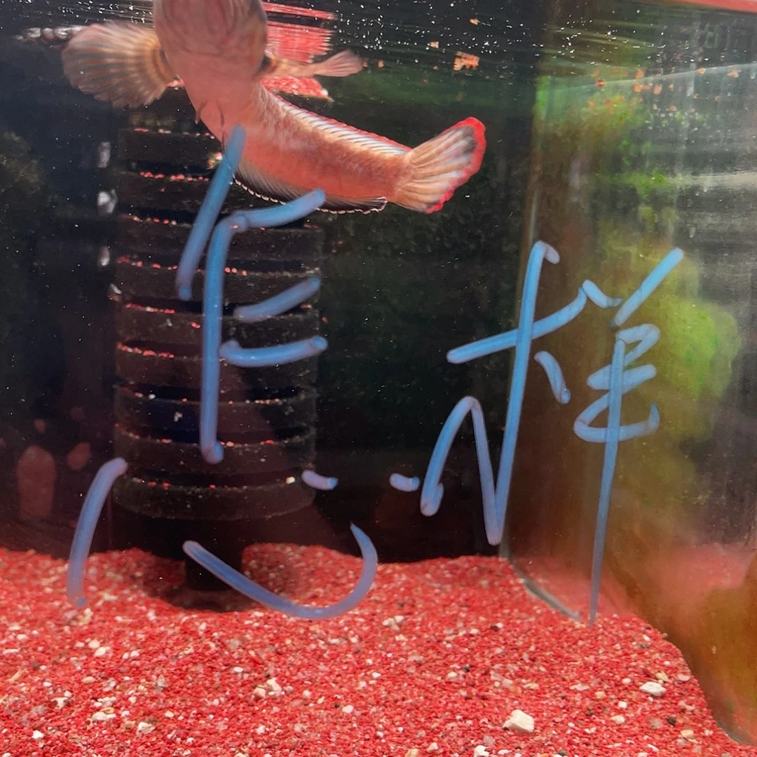 60CM（含）-120CM（不含）半透还会吵架就很尴尬很坎坷